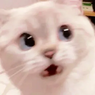 ☁️ gato, impactado, animal, sorprendido, lindo telegram sticker
