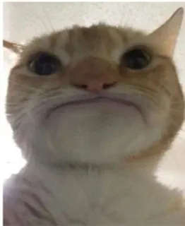 🙁 kucing, hewan, peliharaan, meme, lucu, kucing domestik, kucing oren telegram sticker