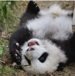 🤗 panda, bear, animal, cute, wildlife, nature telegram sticker