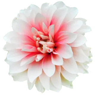 GOLDAN whatsapp stickers