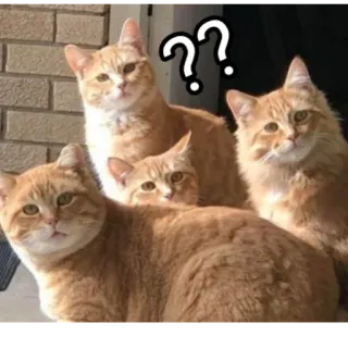 🤔 кошки, вопрос, оранжевый, животные, группа whatsapp sticker
