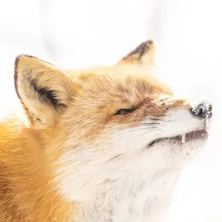 😡 raposa, animal, vida selvagem, neve, natureza, mamífero, inverno, raposa vermelha telegram sticker