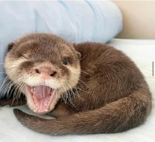 😜 lontra, animal, fofo, mamífero, vida selvagem telegram sticker