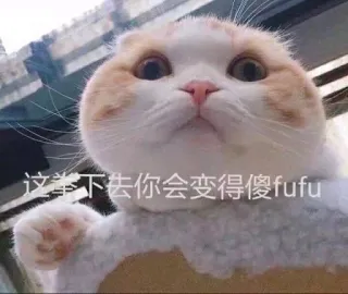 👊 这拳下去你会变得傻fufu gato, meme, engraçado, animal whatsapp sticker
