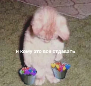 ❤️ и кому это все отдавать chat, triste, coeurs, seau, émotionnel, mélancolique, chaton telegram sticker