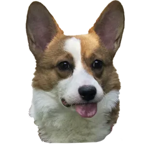 😛 dog, corgi, animal, pet, cute, portrait telegram sticker