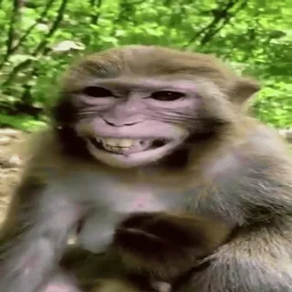 😂 monkey, animal, mammal, primate, wildlife, nature whatsapp sticker