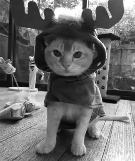 🖇 cat, animal, pet, reindeer, antlers, cute, domestic cat telegram sticker