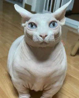 👑 animal, gato, sphynx, sem pelo, animal de estimação telegram sticker