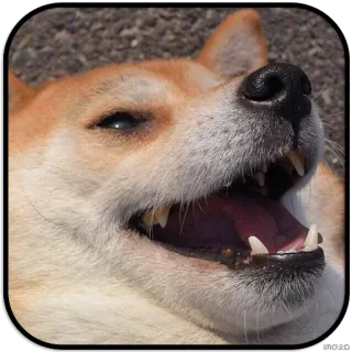 😁 dog, shiba inu, smile, happy, teeth telegram sticker