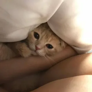 🤍 gatto, gattino, animale domestico, animale, carino, assonnato, letto telegram sticker