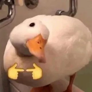 😏 duck, cute, animal, bird, fingers, pointing whatsapp sticker