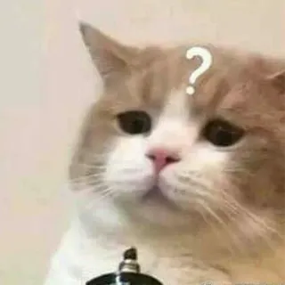 ❓ cat, question, pet, animal, confused, thinking telegram sticker