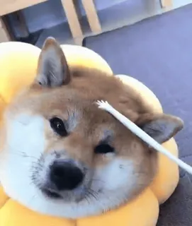 🐕 Hund, Shiba Inu, Haustier, Tier, Blume telegram sticker