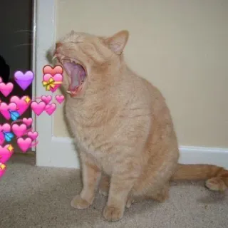 🩰 Katze, Herzen, Tier, süß, gähnen whatsapp sticker