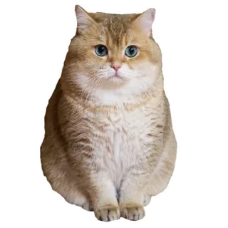 🤓 cat, golden cat, cute, pet, animal, domestic animal telegram sticker