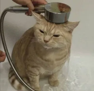 😭 cat, shower, animal, pet, domestic animal, tabby cat whatsapp sticker