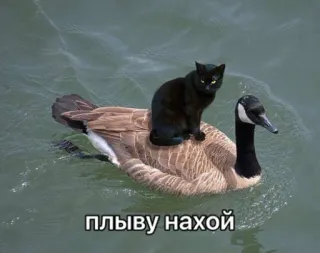 🤪 плыву нахуй gato, ganso, agua, animal, nadar, humor telegram sticker