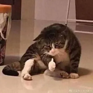 👍 кот, класс, животное, смешной, мем, питомец telegram sticker
