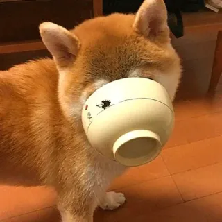 😶 chien, shiba inu, bol, animal, animal de compagnie, drôle telegram sticker