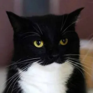 😒 cat, tuxedo cat, black and white, animal, pet, feline whatsapp sticker