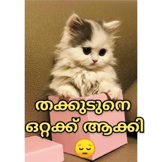 😒 തക്കുടുനെ ഒറ്റക്ക് ആക്കി kat, verdrietig, schattig, kitten, Malayalam telegram sticker