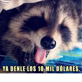 🤣 YA DENLE LOS 10 MIL DÓLARES. rakun, binatang, lucu, meme whatsapp sticker