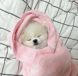 😴 dog, puppy, cute, sleeping, towel, pink, animal telegram sticker