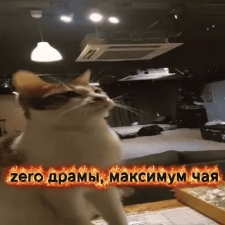 🤣 zero драмы, максимум чая cat, meme, tea, drama, funny, sarcasm, pet telegram sticker