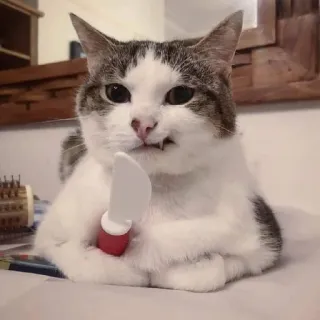 🎃 gato, faca, animal, animal de estimação, animal doméstico, engraçado, meme whatsapp sticker