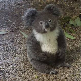 🐨 koala, animal, cute, marsupial, wildlife, australia, bear telegram sticker