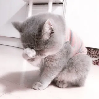 🌷 kat, dier, schattig, kitten, huisdier, grijze kat, britse korthaar telegram sticker