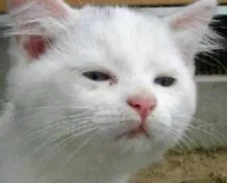 🤕 cat, white cat, animal, pet, meme telegram sticker
