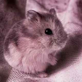 🤏 hamster, cute, animal, pet, rodent telegram sticker