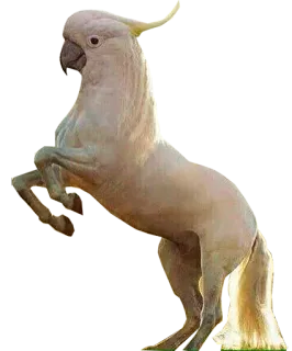 🐎 cacatua, cavalo, híbrido, animal, pássaro, mamífero, criatura telegram sticker
