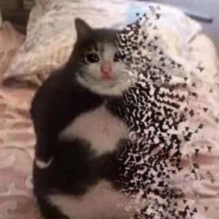 💧 Katze, traurig, Meme, auflösend, Tier, Kätzchen telegram sticker