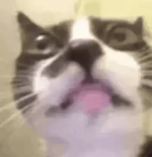 😐 mèo, động vật, thú cưng, hài hước, meme telegram sticker
