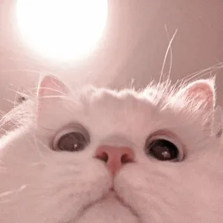🐈 Katze, weiße Katze, süß, Tier, Haustier, flauschig, Kätzchen whatsapp sticker