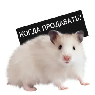 ❔ КОГДА ПРОДАВАТЬ? whatsapp sticker