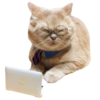 👨‍💻 cat, glasses, laptop, tie, business, office telegram sticker