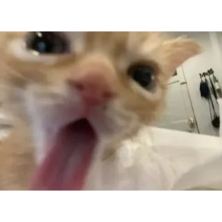💋 кот, котенок, животное, зевающий, рыжий кот, питомец telegram sticker
