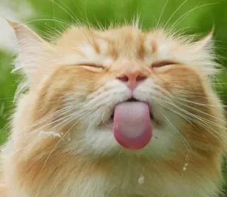 🐱 kot, zwierzę, zwierzak, śmieszne, słodkie, język, rudy kot telegram sticker