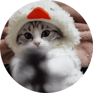 🌟 Katze, Tier, Haustier, süß, Kätzchen, Haustier telegram sticker