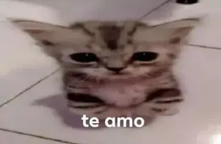 😍 te amo cat, kitten, cute, love, pet, animal telegram sticker