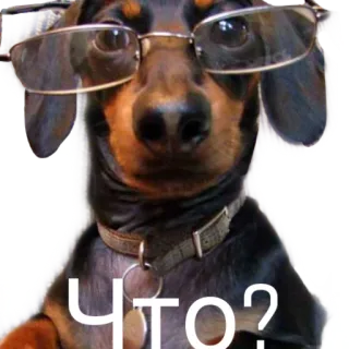 🤔 Что? dog, glasses, question, cute whatsapp sticker