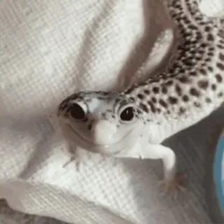 🐾 gecko leopardo, lagarto, réptil, animal de estimação, animal whatsapp sticker