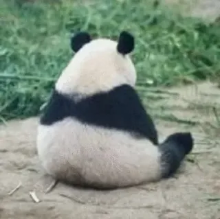 ➰ Panda, Animal, Oso, Vida salvaje, Lindo, Naturaleza telegram sticker