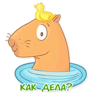 🐥 КАК ДЕЛА? kapibara, bebek, kartun, binatang, imut, berenang, rusia, salam telegram sticker