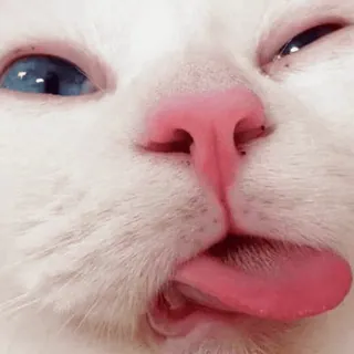 😋 kat, dier, huisdier, grappig, schattig, tong, meme whatsapp sticker