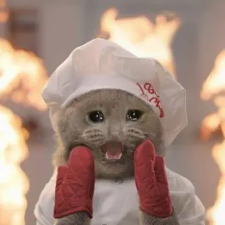 🐱 猫, シェフ, キッチン, 料理, 火, かわいい, 動物, 面白い telegram sticker